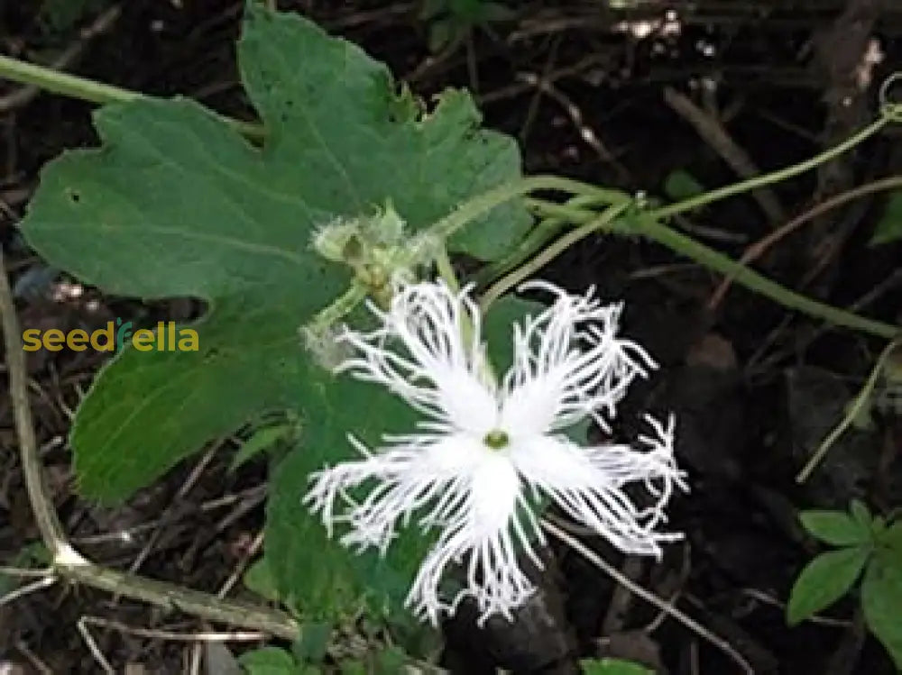 White Trichosanthes Cucumerina Plant Seeds For Planting  Seed Lush Growth Flower