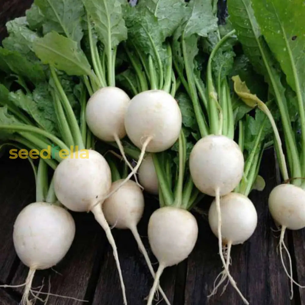 White Turnip Vegetable For Planting Seeds Seeds