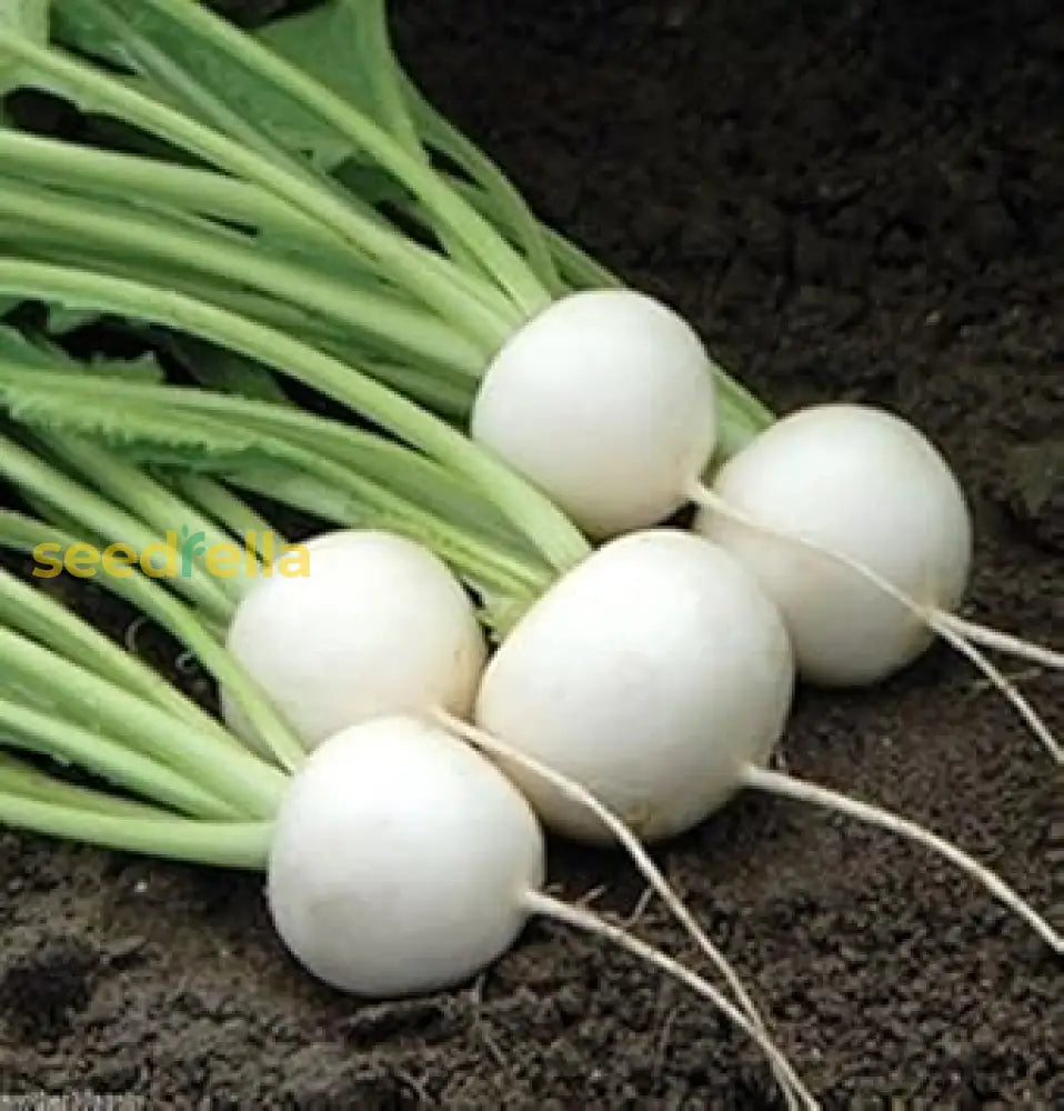 White Turnip Vegetable For Planting Seeds Seeds