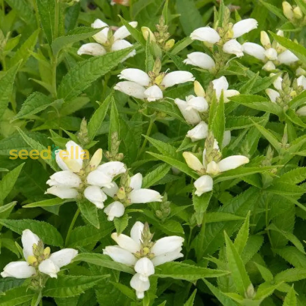 White Turtlehead Flower Seeds For Long-Lasting Hardy Planting  Seed Lovely Outdoor Displays