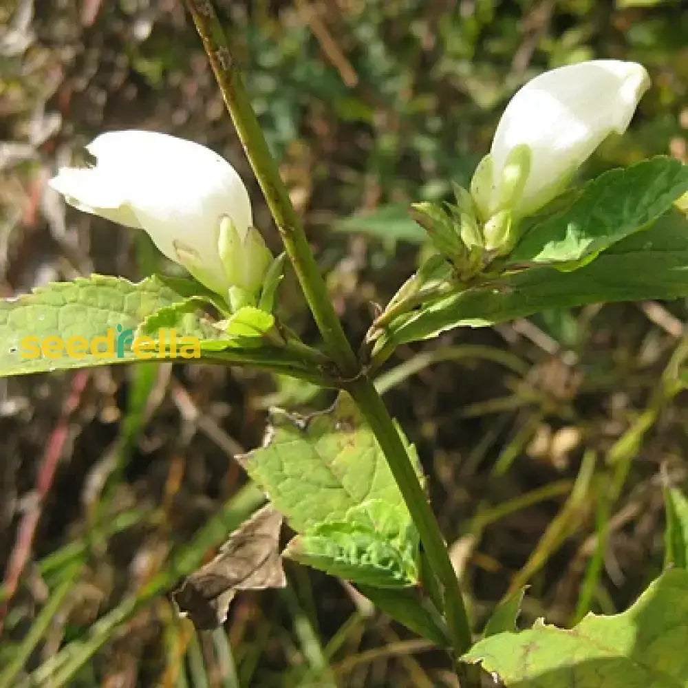 White Turtlehead Flower Seeds For Long-Lasting Hardy Planting  Seed Lovely Outdoor Displays