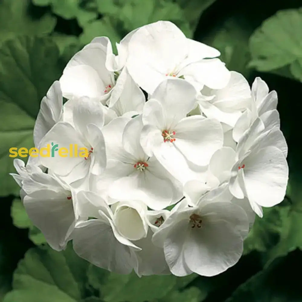 White Univalve Geranium Flower Seeds For Your Garden  Seed Gorgeous And Lush Growth