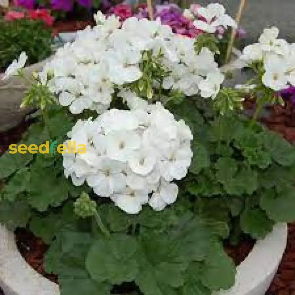 White Univalve Geranium Flower Seeds For Your Garden  Seed Gorgeous And Lush Growth