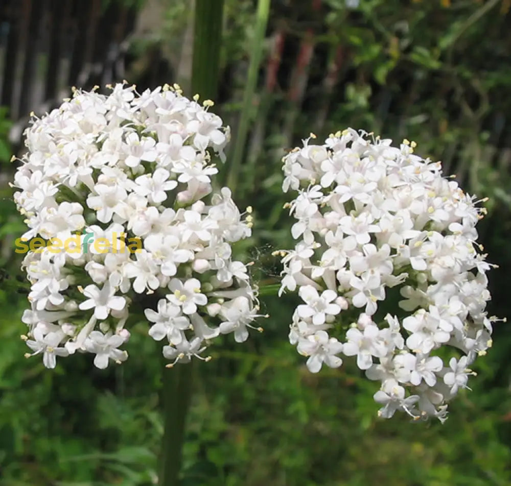 White Valeriana Planting Essentials For Garden Success  Seed Provided Flower Seeds