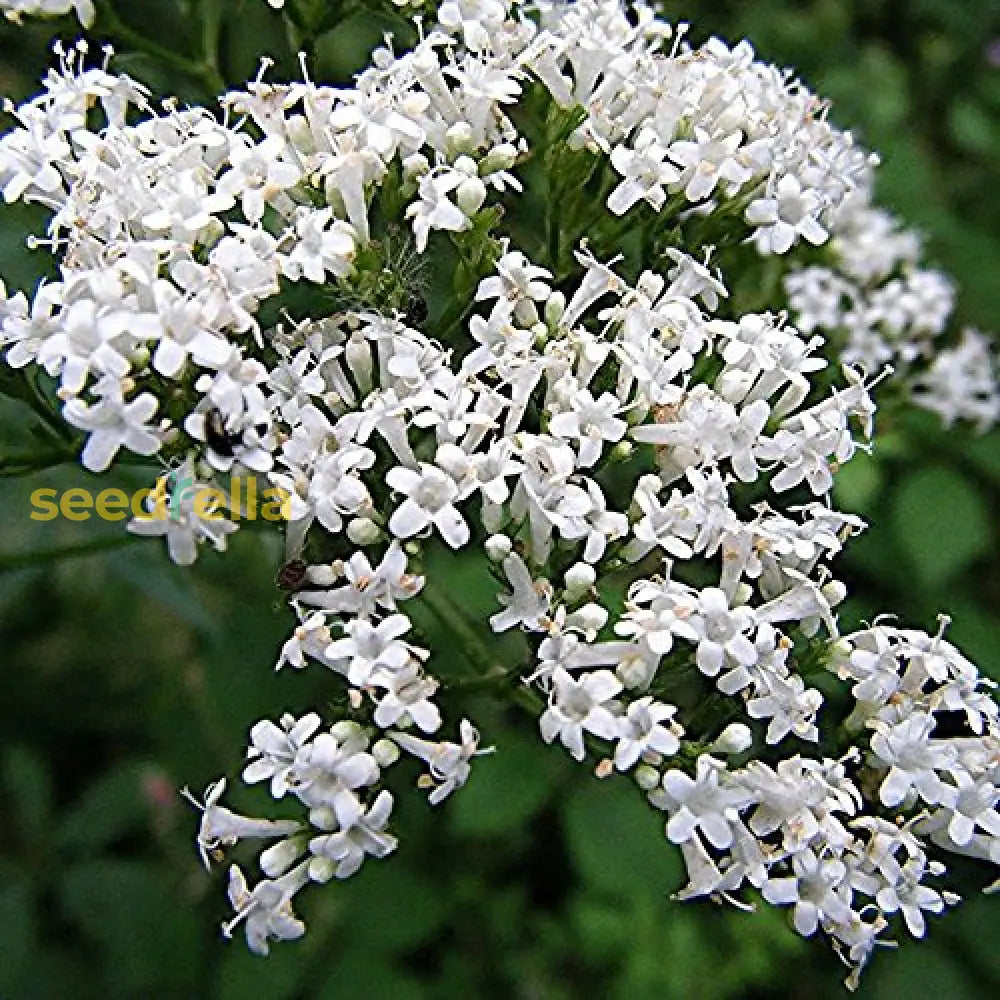 White Valeriana Planting Essentials For Garden Success  Seed Provided Flower Seeds