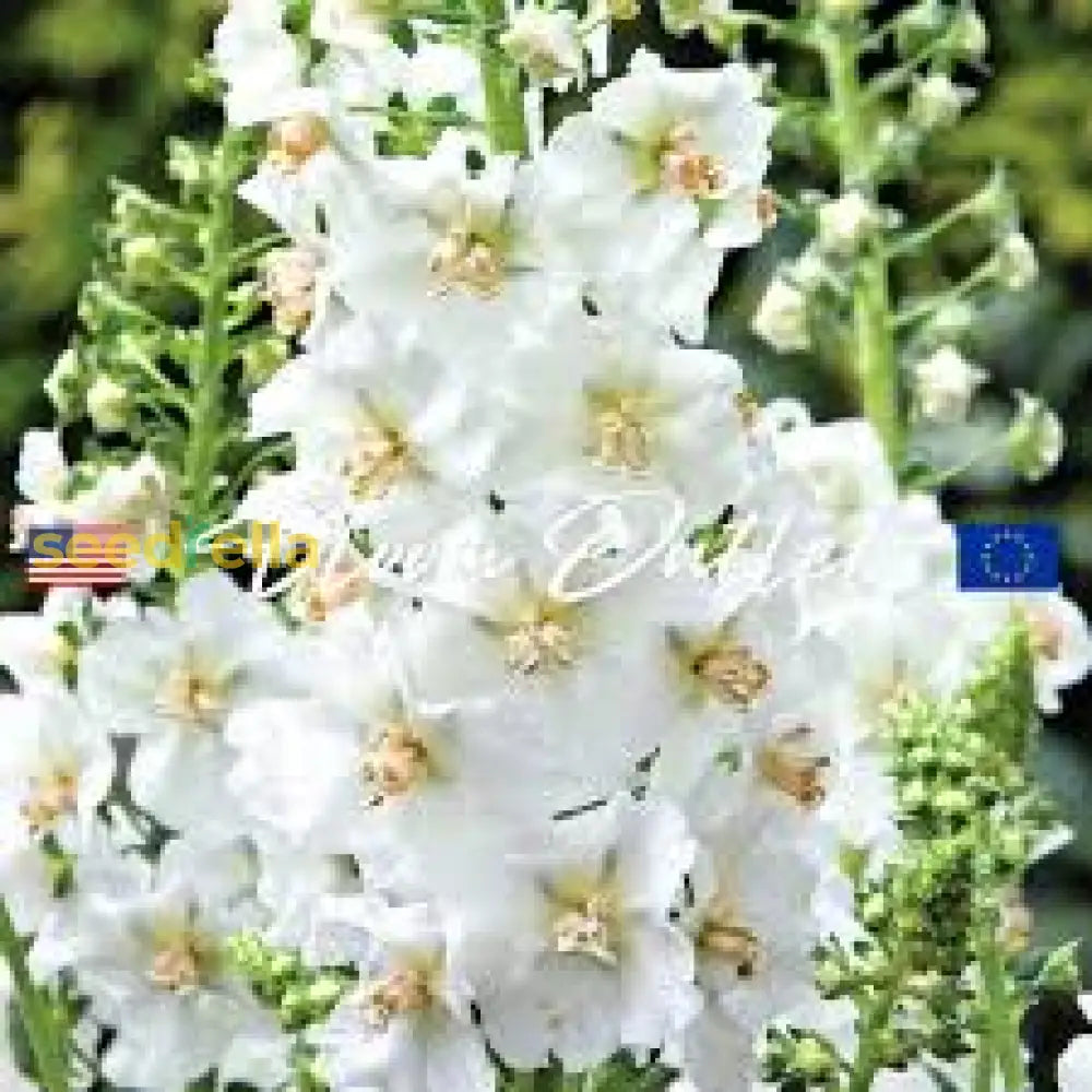 White Verbascum Bride Flower Seeds For Lush And Elegant Gardens - Seed Exquisite Blooms