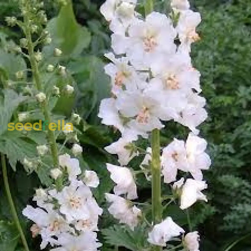 White Verbascum Bride Flower Seeds For Lush And Elegant Gardens - Seed Exquisite Blooms