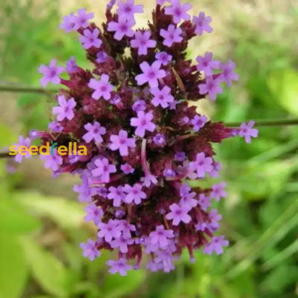 White Verbena Bonariensis Flower Planting  Seed For Stunning Blooms In Your Garden Seeds