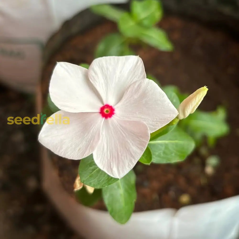 White Vinca Flower Seeds For Planting  Ideal Lush Gardens And Vibrant Landscapes