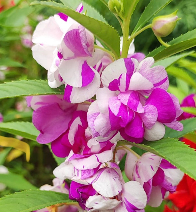 White Violet Balsam Camellia Flower Seeds for Planting