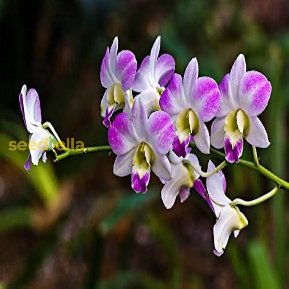 White Violet Cymbidium Flower Planting - Seeds For Thriving Blossoms In Your Garden