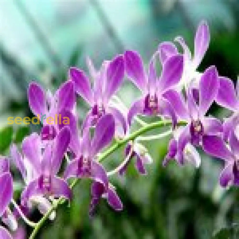 White Violet Cymbidium Flower Planting - Seeds For Thriving Blossoms In Your Garden