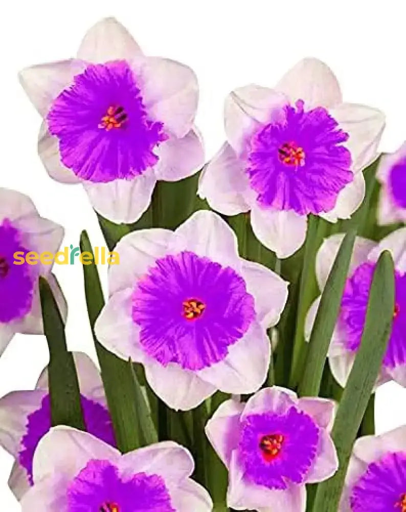 White Violet Daffodil Seeds For Planting In Your Garden Flower