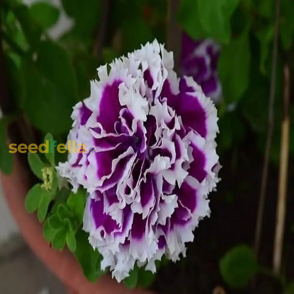 White Violet Double Petunia Flower Planting For A Flourishing Garden  Seed Gorgeous Spring