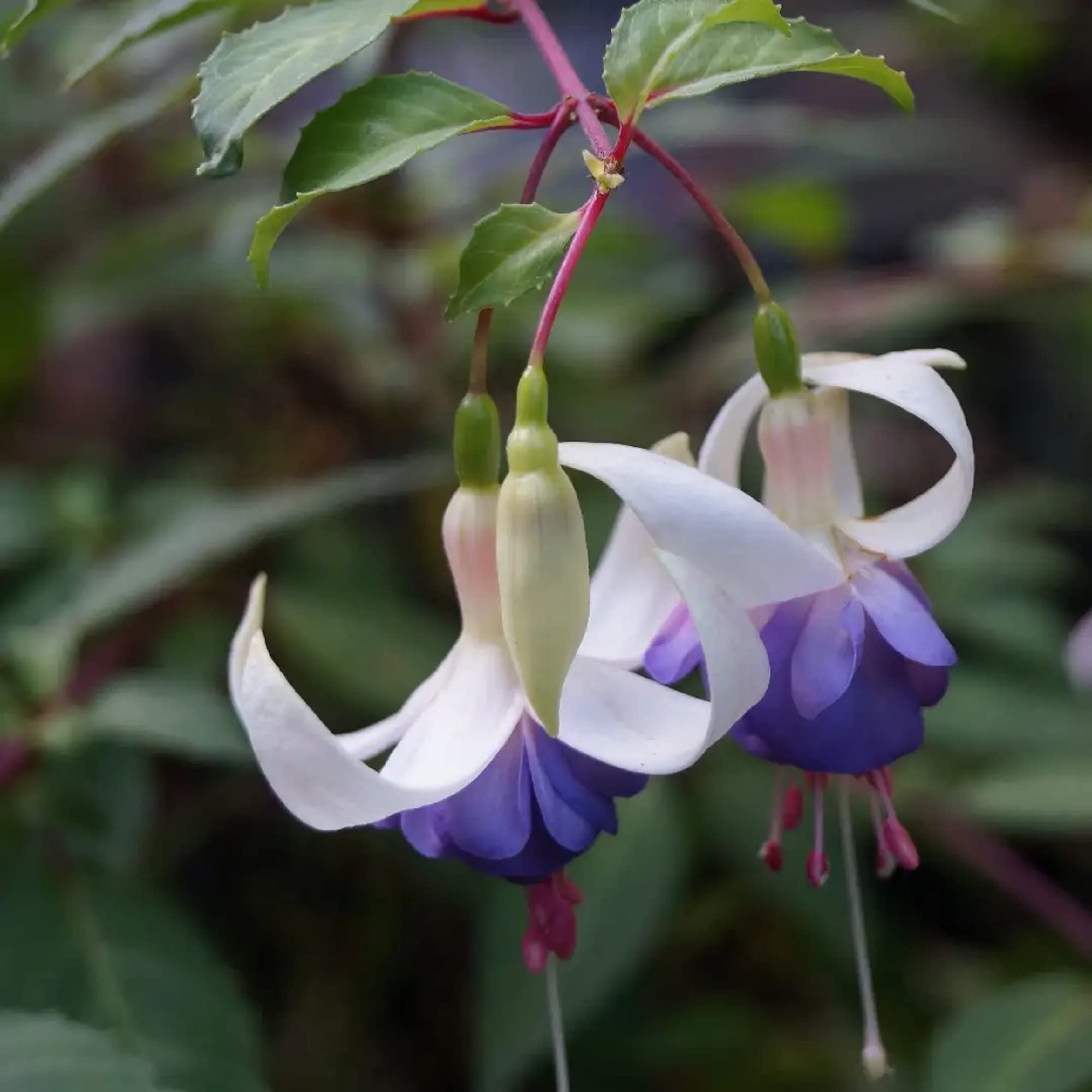 White Violet Fuchsia Flower Seeds for Planting