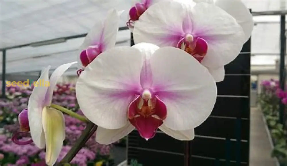 White Violet Phalaenopsis Orchid Seeds For Planting