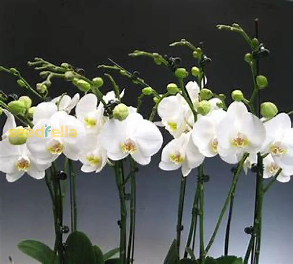 White Violet Phalaenopsis Orchid Seeds For Planting