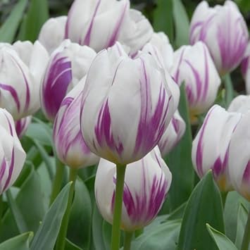 White & Violet Tulip Flower Seeds for Planting