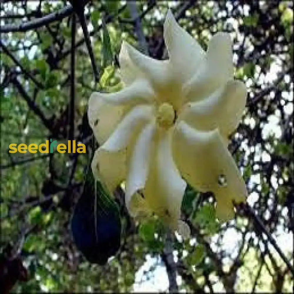 White Volkensii Flower Seeds For Planting  Seed Stunning Blooms In Your Garden Landscape