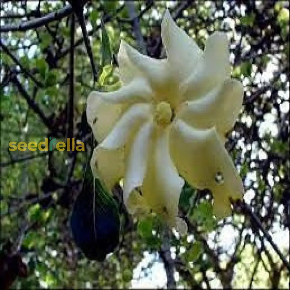 White Volkensii Flower Seeds For Planting  Seed Stunning Blooms In Your Garden Landscape