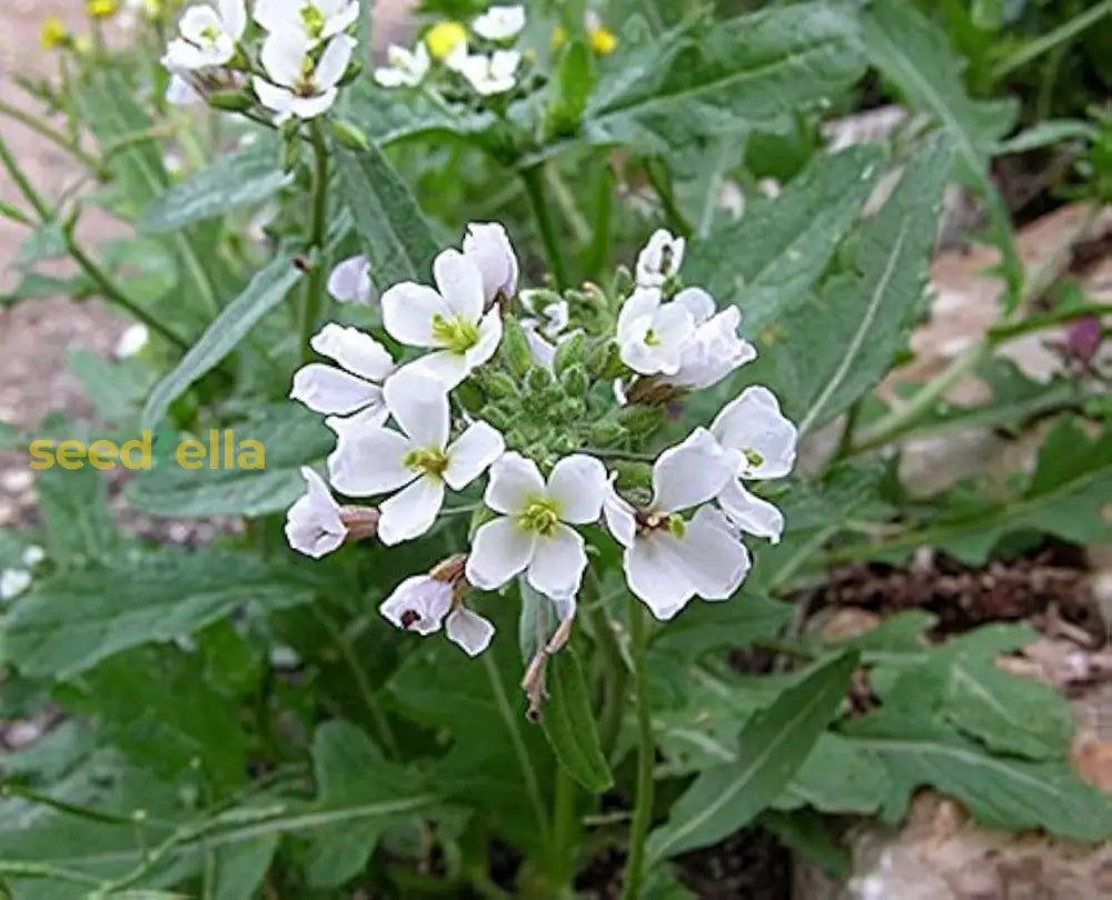 White Wasabi Diplotaxis Seeds For Planting – Flavorful Garden Choice Flower