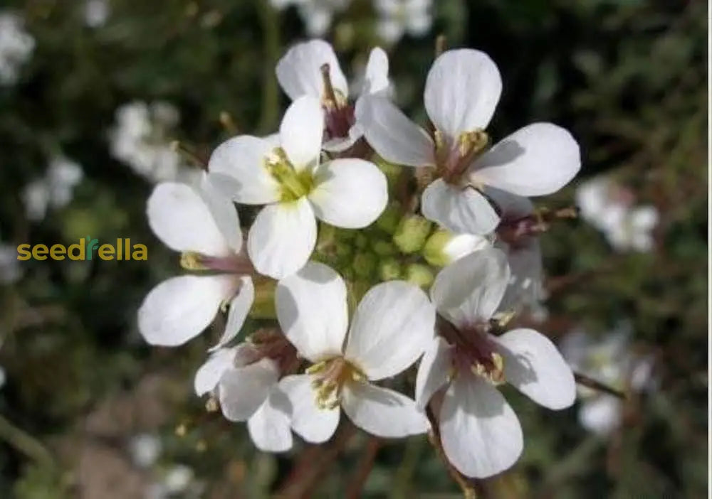 White Wasabi Diplotaxis Seeds For Planting – Flavorful Garden Choice Flower