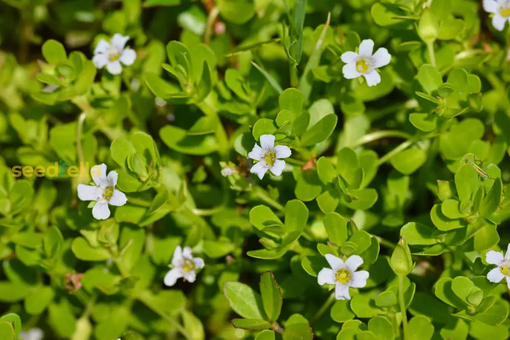 White Waterhyssop Flower Seeds For Planting  Seed Lush And Flourishing Blooms