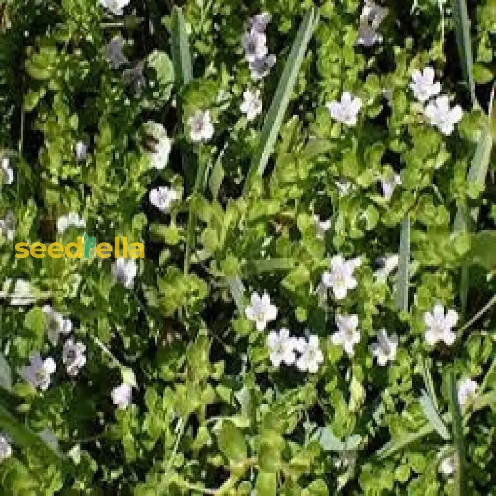 White Waterhyssop Flower Seeds For Planting  Seed Lush And Flourishing Blooms