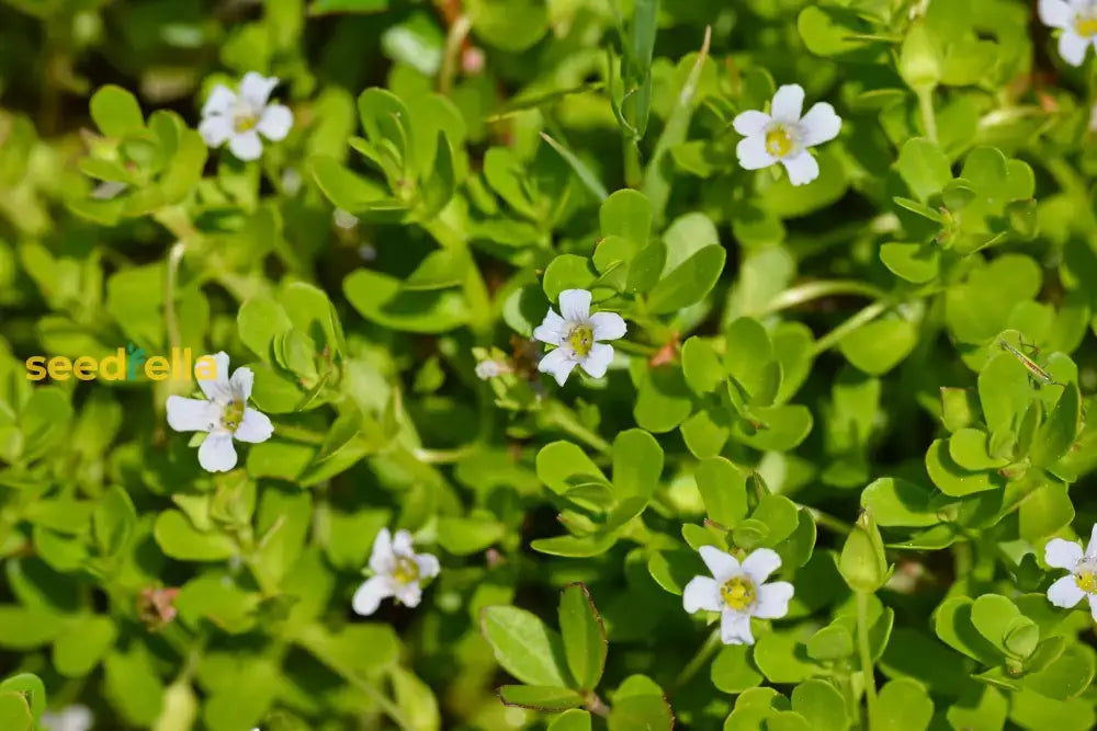 White Waterhyssop Flower Seeds For Planting  Seed Lush And Flourishing Blooms