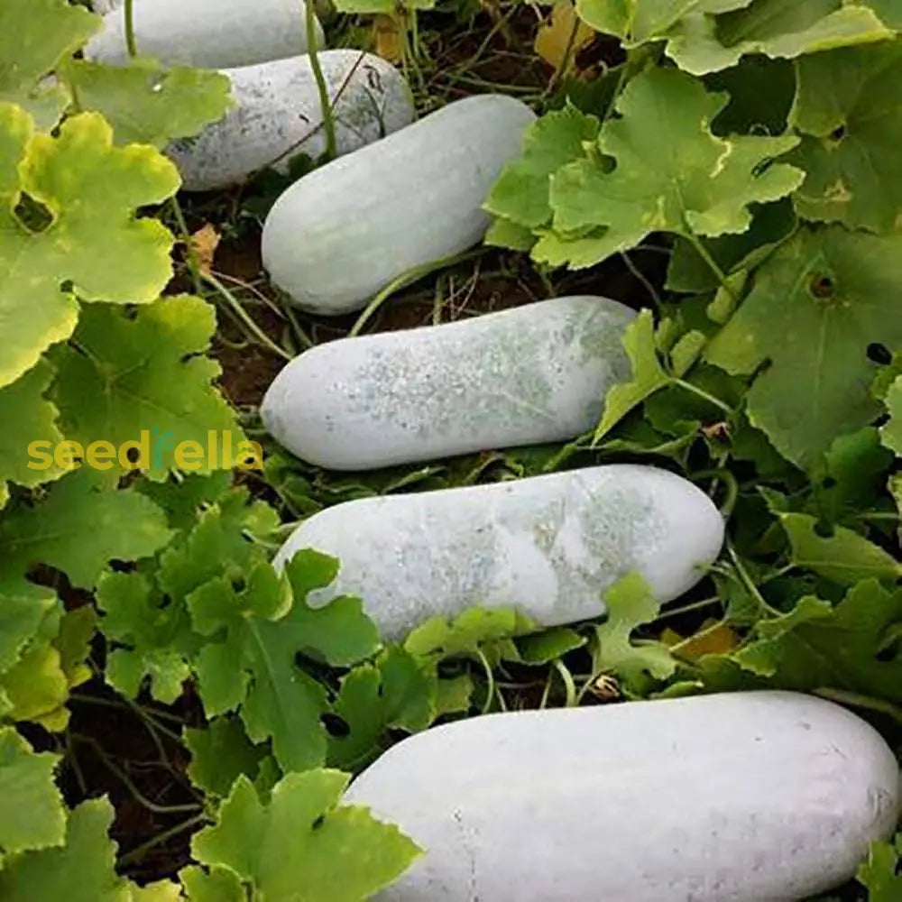 White Wax Gourd Vegetable Seeds For Planting Seeds