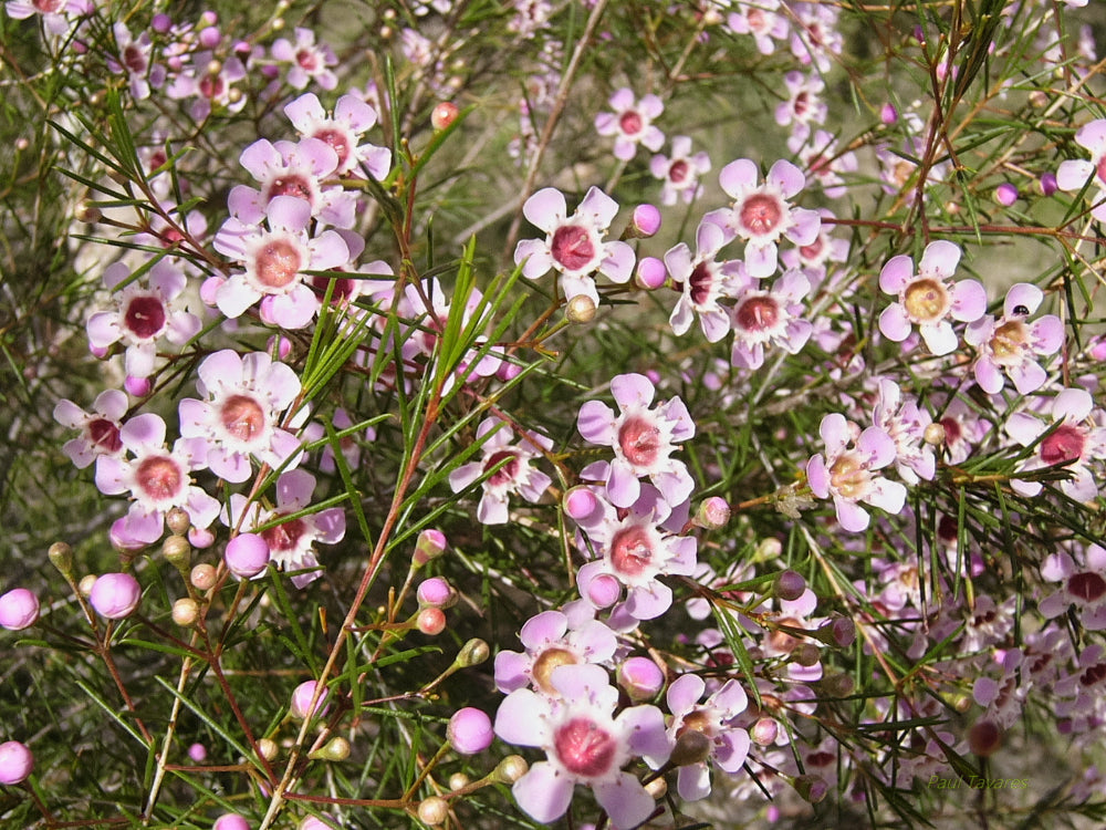 White Waxflower Garden Seeds for ornamental planting