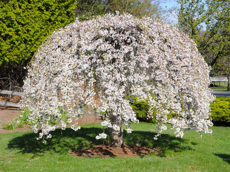 White weeping tree seeds for garden focal points