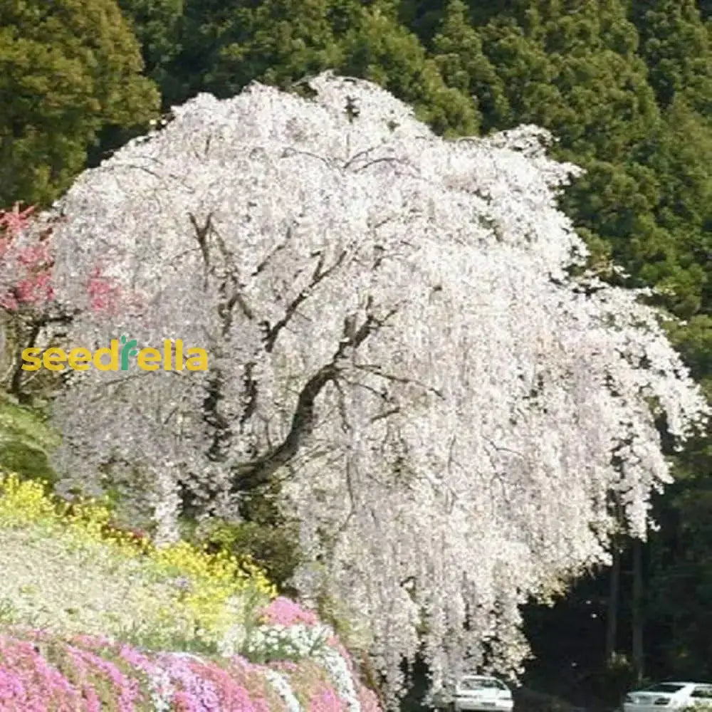 White Weeping Tree Seeds For Planting  Seed Elegant Garden Focal Points And Graceful Landscaping