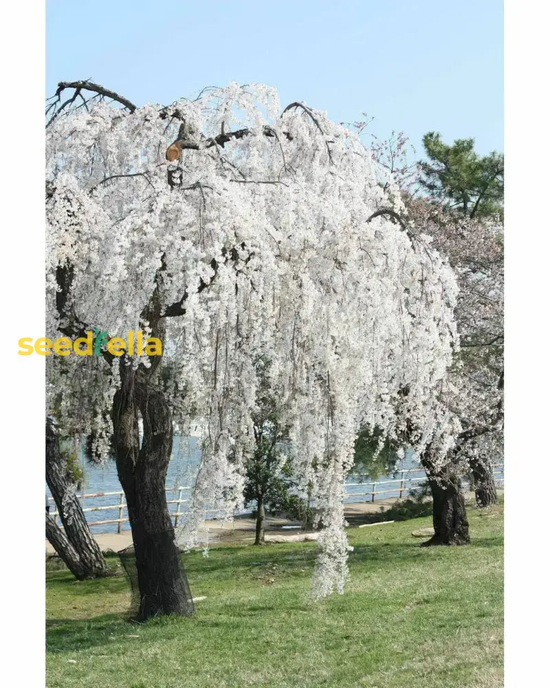 White Weeping Tree Seeds For Planting  Seed Elegant Garden Focal Points And Graceful Landscaping