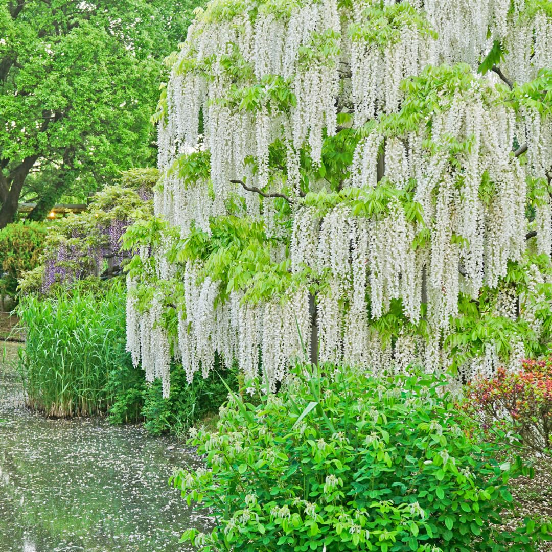 White weeping tree seeds for planting elegant ornamental trees