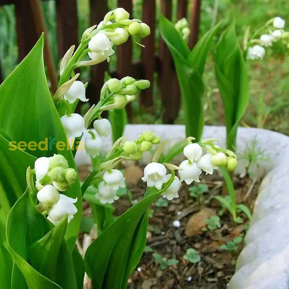 White Windbell Orchid Seed For Planting  Perfect Cultivating Beautiful Blooms In Your Garden