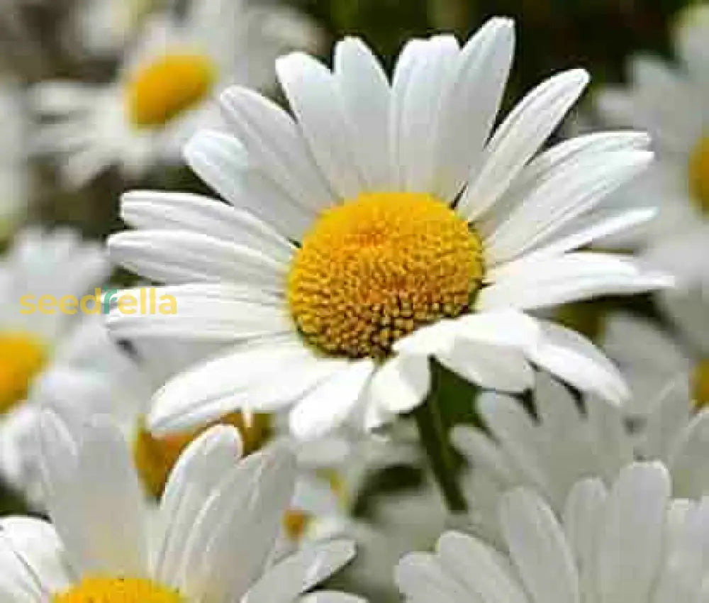 White Winged Flower Seeds For Planting  Elegant Blooms Ideal Enhancing Gardens