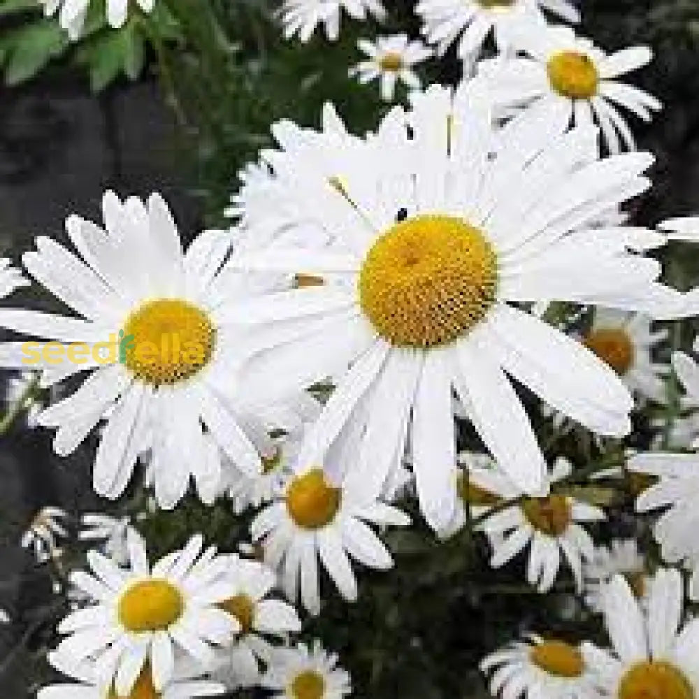 White Winged Flower Seeds For Planting  Elegant Blooms Ideal Enhancing Gardens