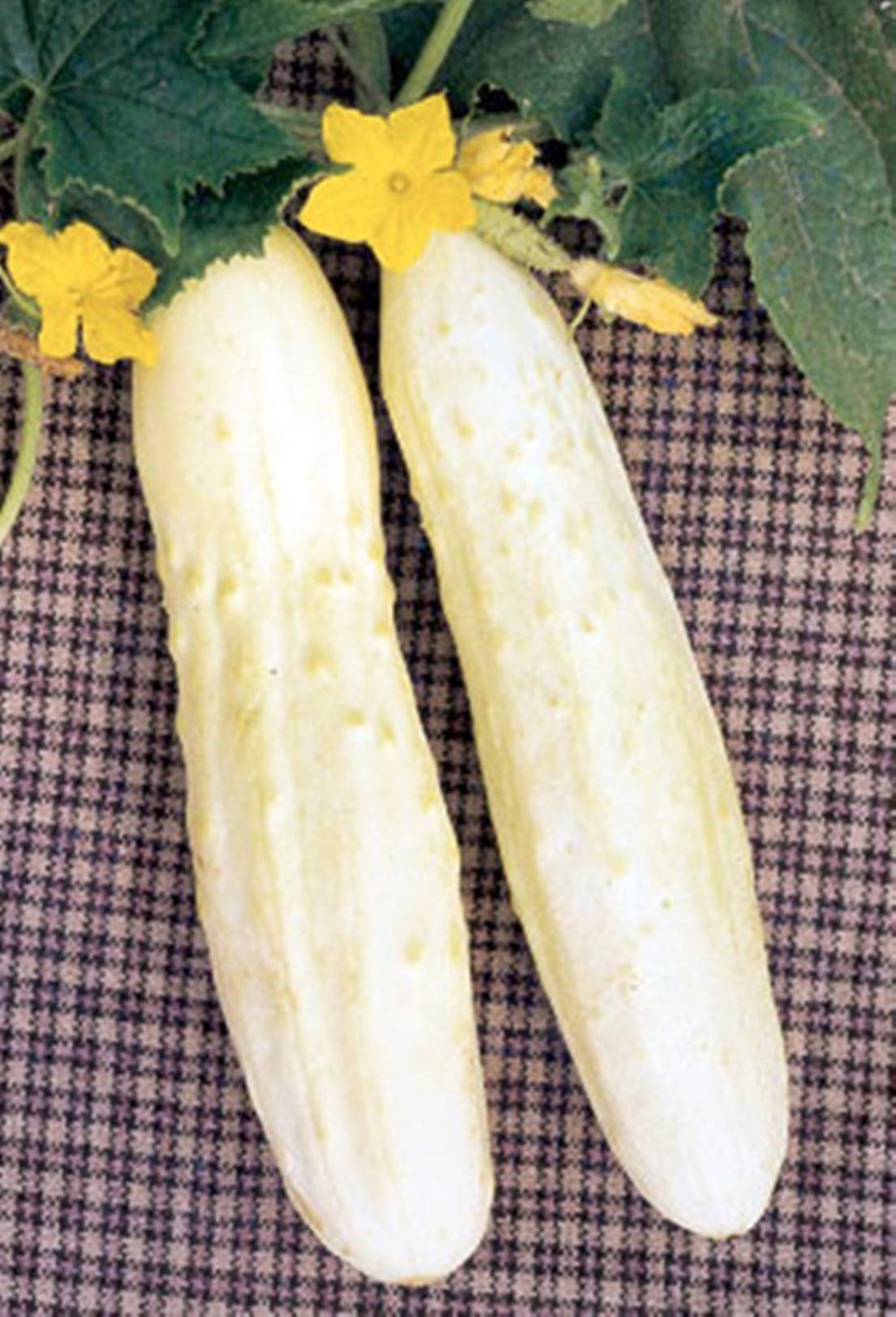 White Wonder cucumber plant with green leaves and white fruits
