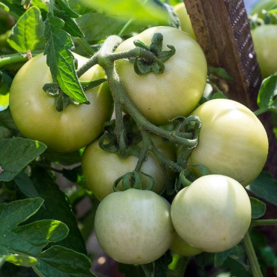 White Wonder tomato plants growing in garden