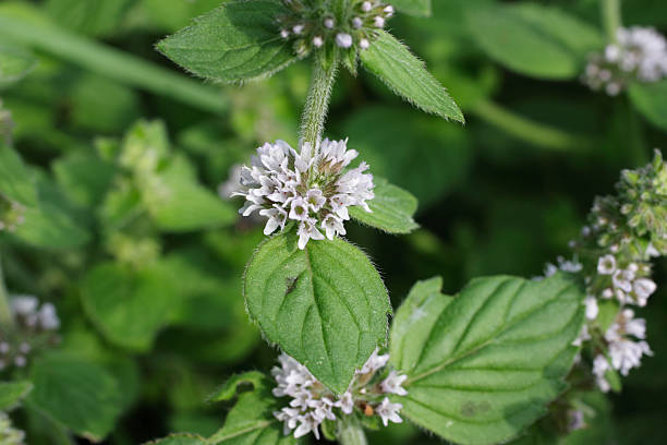 White Wood Mint seedlings sprouting in garden bed