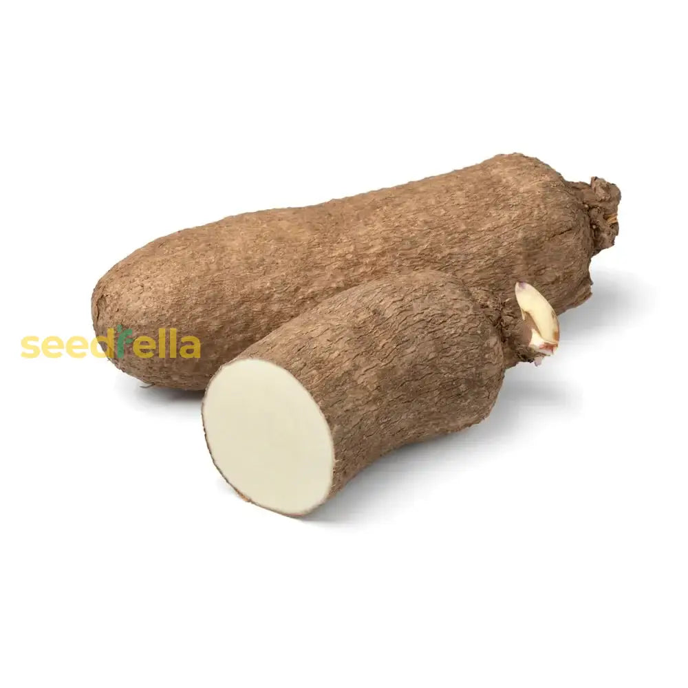 White yam seeds true yam