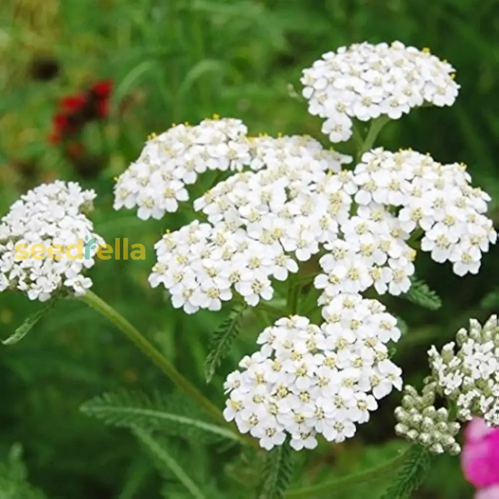 White Yarrow Flower Seeds For Planting - Seed To Enrich Your Floral Display