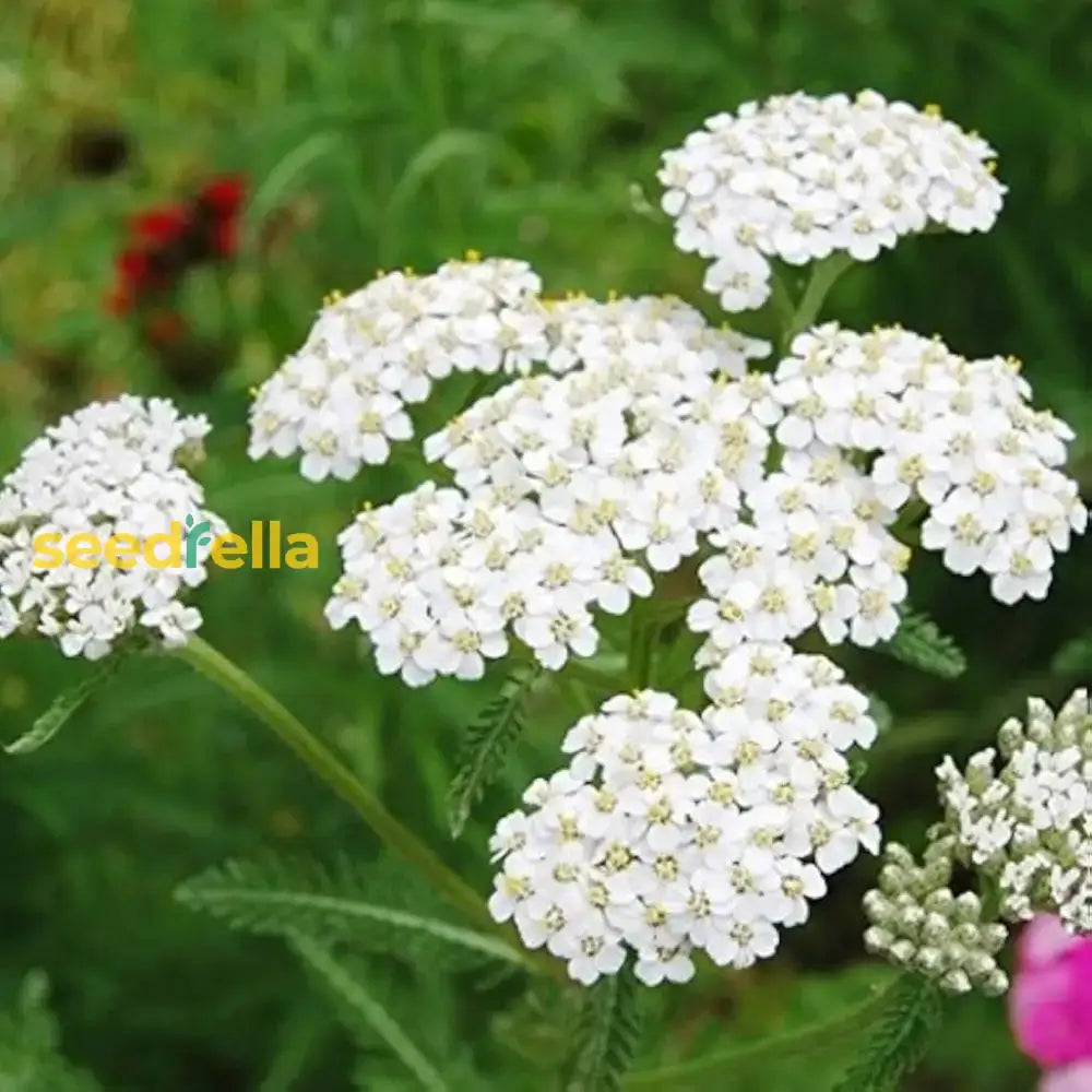 White Yarrow Flower Seeds For Planting - Seed To Enrich Your Floral Display