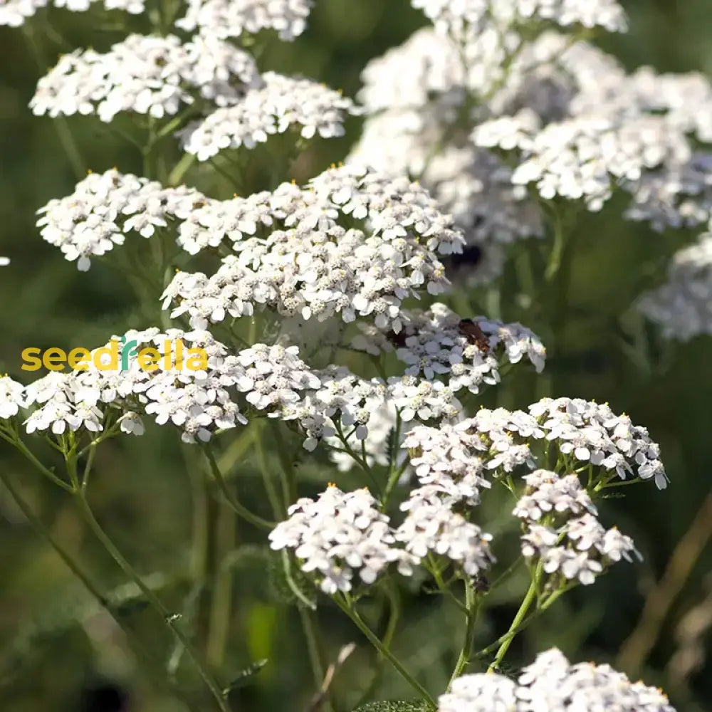 White Yarrow Flower Seeds For Planting - Seed To Enrich Your Floral Display