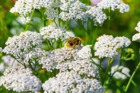 White Yarrow flowers blooming in a sunny garden