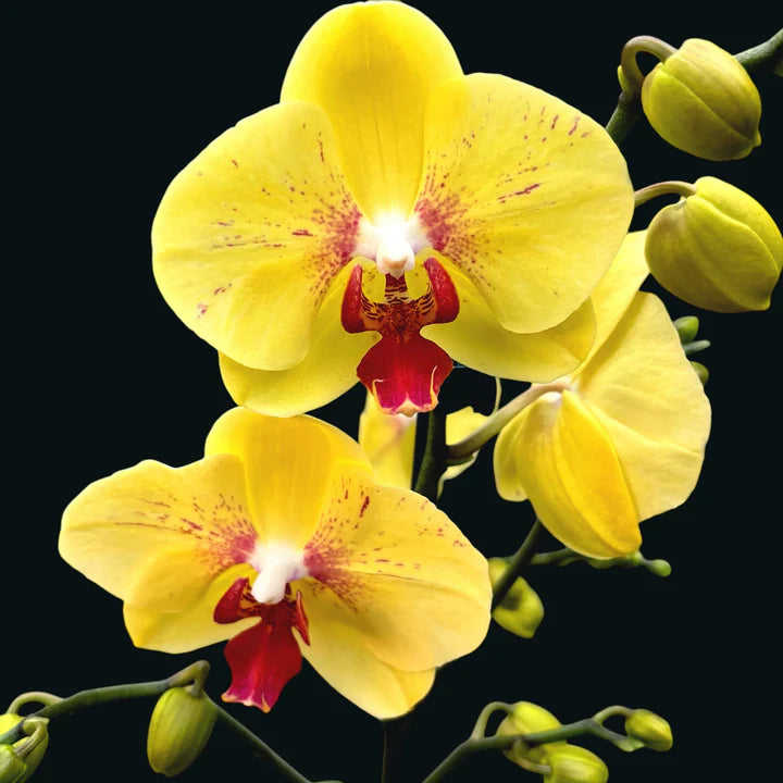 White Yellow Butterfly Orchid seeds for planting
