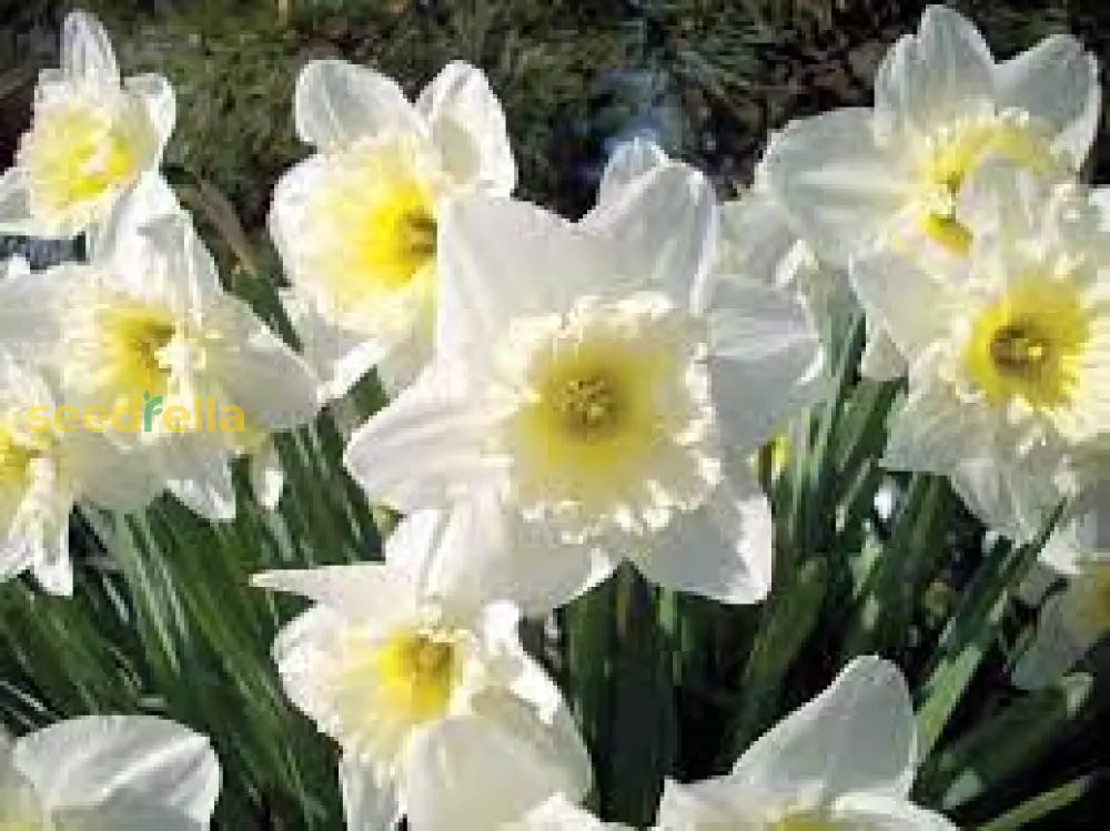 White Yellow Narcissus Flower Seeds For Planting  Seed Bright Cheerful Blooms In Gardens Ideal