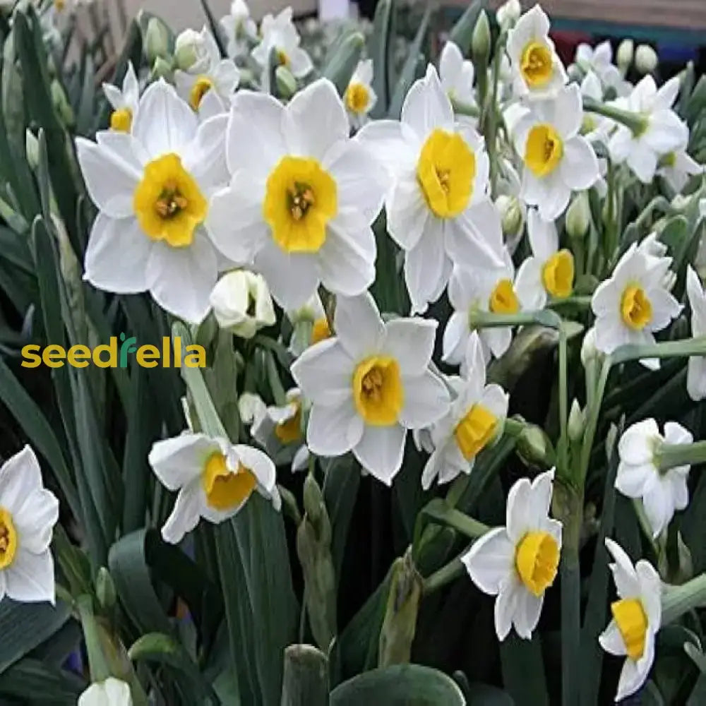 White Yellow Narcissus Flower Seeds For Planting  Seed Bright Cheerful Blooms In Gardens Ideal