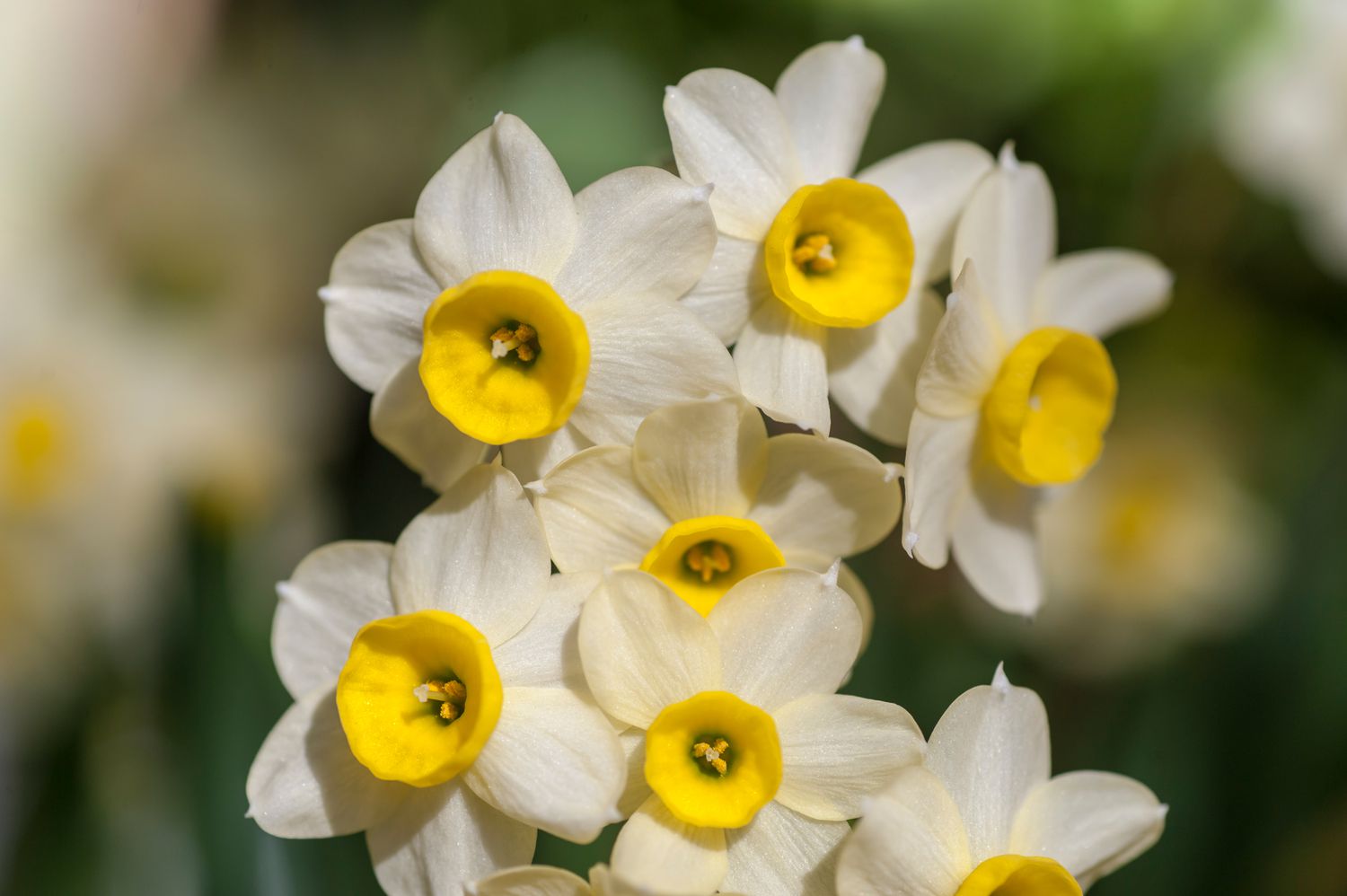 White and yellow narcissus seeds sprouting young plants